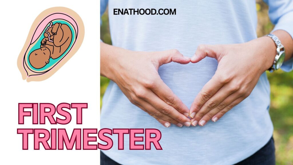 The First Trimester: Exploring Pregnancy's Journey and Fetal Development